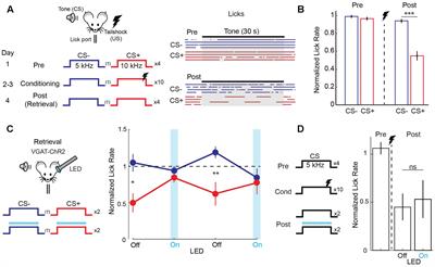 Fear Learning Regulates Cortical Sensory Representations by Suppressing Habituation